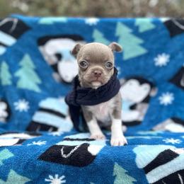 Ella - Blue female Chihuahua puppy in Mesa, Arizona from Arizona Dream Chihuahuas