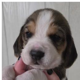 Spark - Black fawn and white male Beagle puppy in Brockway, Pennsylvania from Sugar Hill Hounds