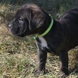 Green Collar Male - Black brindle male Cane Corso puppy in Lewistown, Montana from Corsi Amore Kennels