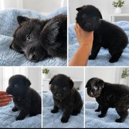 Drogo - Black male Belgian Sheepdog puppy in Virginia Beach, Virginia from Sea Major Belgians