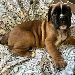 Boxer Puppies from Von Royal Dell’Infinite