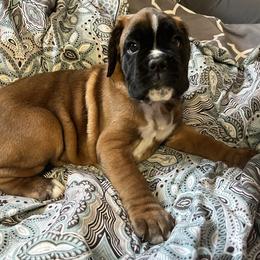 Boxer Puppies from Von Royal Dell’Infinite