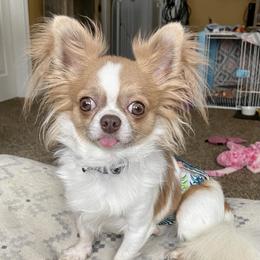 Rumble - Chihuahua