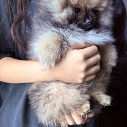 Kevin - Orange sable male Pomeranian puppy in Waterloo, Indiana from Garcias Pomeranian