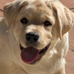 Labrador Retriever Puppies from Tried & True Labradors