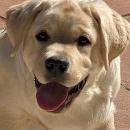 Labrador Retriever Puppies from Tried & True Labradors