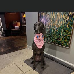 Weimaraner Puppies from Three Oak’s Kennel