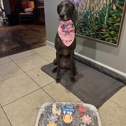 Weimaraner Puppies from Three Oak’s Kennel
