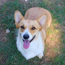 Honey Bunny - Pembroke Welsh Corgi