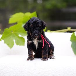 Red collar - Tri-color male Bernedoodle puppy in Spokane, Washington from Doodle Love