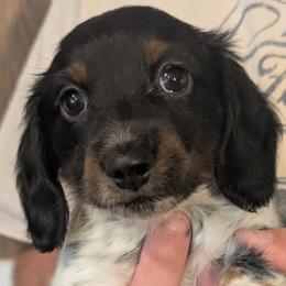 Dachshund Puppies from Wilson's Kennels