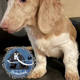 Ingrid - Fawn (isabella) and tan female Dachshund puppy in Clearlake Oaks, California from K’s Homestead