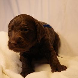 Cinnamon Roll (Dark Blue collar) - Chocolate male Goldendoodle puppy in Seattle, Washington from Dream Lake Doodles