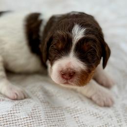 Red collar boy - Brown and white male Bernedoodle puppy in Colorado Springs, Colorado from Mercy Mountain Bernedoodles