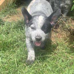 Australian Cattle Dog Puppies from Quarter Acre Farms