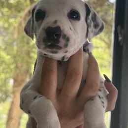 Hazel - White and black female Dalmatian puppy in Lehigh Acres, Florida from PupsMansion