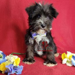 Boy 2 - male Miniature Schnauzer puppy in Fairhope, Alabama from Puppy Sugars Kennels