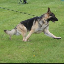 No - German Shepherd