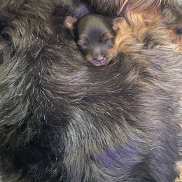 Yorkshire Terrier Puppies from Cutest AKC AZ Yorkies