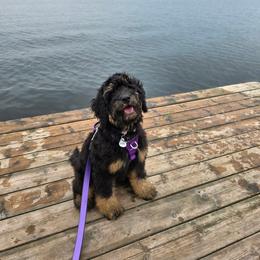 Aussiedoodle and Bernedoodle Puppies from Jupiter Doodles