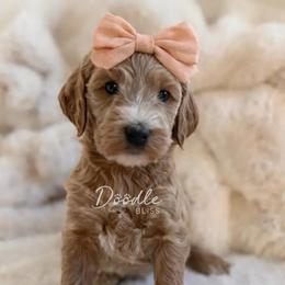 Rey - Apricot female Goldendoodle puppy in Gilbert, Arizona from Doodle Bliss