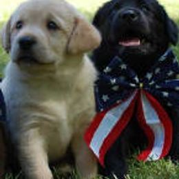 Labrador Retrievers from Stacey Nelson's Labrador Retrievers