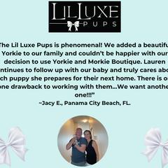 Morkie and Shorkie Puppies from Lil Luxe Pups