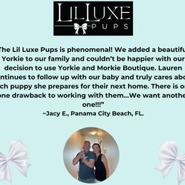 Morkie and Shorkie Puppies from Lil Luxe Pups