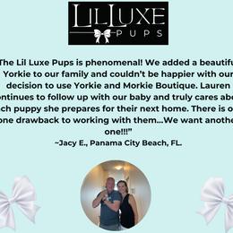 Morkie and Shorkie Puppies from Lil Luxe Pups