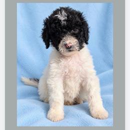 Fig - Parti male Goldendoodle puppy in Sterling, Connecticut from Justine’s Retrievers and Doodles, LLC