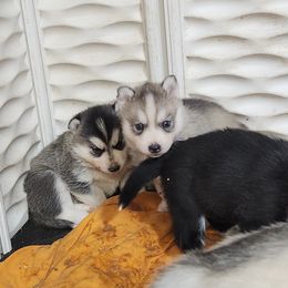Siberian Husky Puppies from Spirit of the Moon Siberians