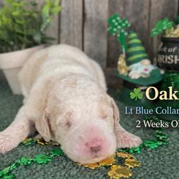 Oak-light blue collar - White and brown male Saint Berdoodle puppy in Paw Paw, Michigan from ProAct Canines