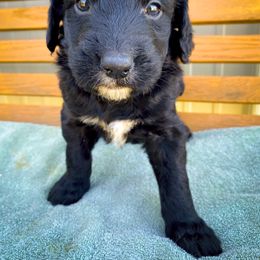 Bernedoodle and Siberian Husky Puppies from Timberline Paws