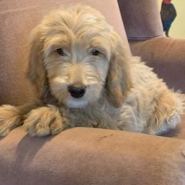 Goldendoodle Puppies from Goldendoodles of Vanhoy Farms