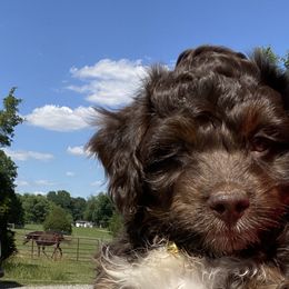 Boy 1 Yellow Collar - Red phantom Aussiedoodle puppy in Cross Plains, Tennessee from Cross-Tied Farm Aussiedoodles