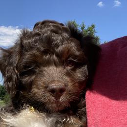 Boy 1 Yellow Collar - Red phantom Aussiedoodle puppy in Cross Plains, Tennessee from Cross-Tied Farm Aussiedoodles