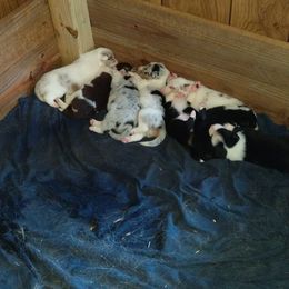 Border Collie Puppies from Blue Cypress Stock dogs