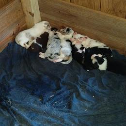 Border Collie Puppies from Blue Cypress Stock dogs