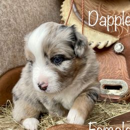 Girl 2 - Miniature American Shepherd puppy in Eclectic, Alabama from Solid Rock Miniature American Shepherds