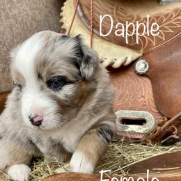 Girl 2 - Miniature American Shepherd puppy in Eclectic, Alabama from Solid Rock Miniature American Shepherds