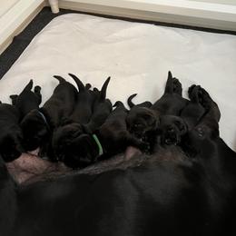 Irish Setter and Labrador Retriever Puppies from Kilkieran Kennels and Snowstorm Labradors