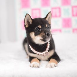 Sakura Black and Tan Girl - Black and tan female Shiba Inu puppy in Neosho, Missouri from Sunny Terrace Shibas