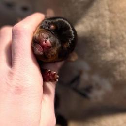 Little Treasure AKC - Black and tan male Yorkshire Terrier puppy in Hope, Indiana from DJ Yorkies