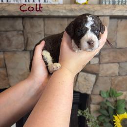 Colt - Chocolate male Goldendoodle puppy in Sanderson, Florida from Serenity Goldendoodles