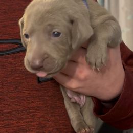 Blue - Silver gray male Weimaraner puppy in Aitkin, Minnesota from Whispering’s GunDogs