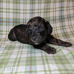 Flint - Black and tan male Cockapoo puppy in Sunset, Louisiana from Cano Cockapoos