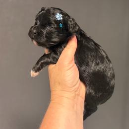 Jet - Black male Maltipoo puppy in Newport Beach, California from Exotic City Pomeranians and chihuahuas