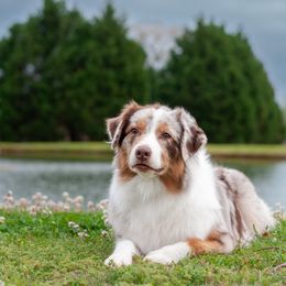 Lego - Australian Shepherd