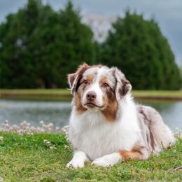 Lego - Australian Shepherd