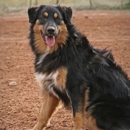 Holly - Australian Shepherd